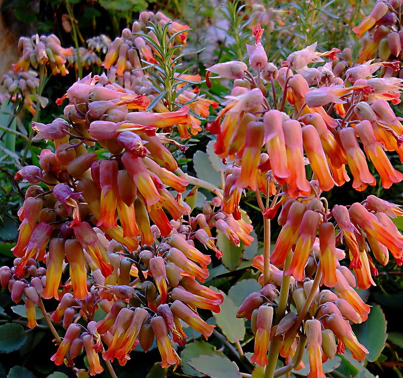 Kalanchoe marnieriana 