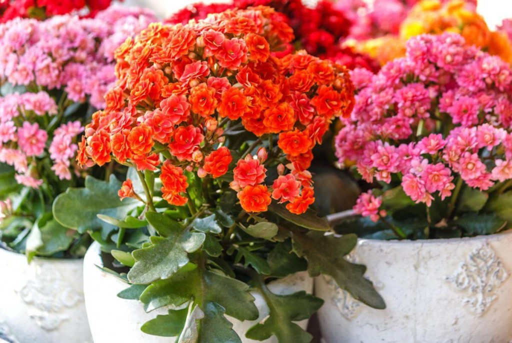 kalanchoe