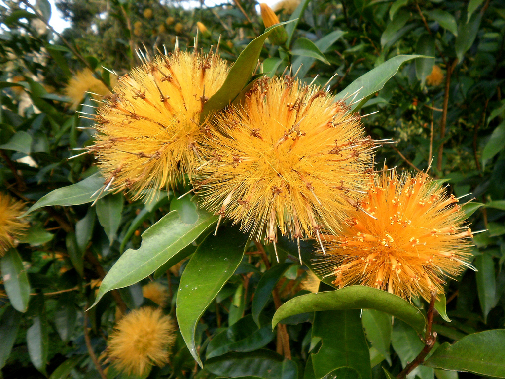 Esponja-de-ouro (Stifftia chrysantha)