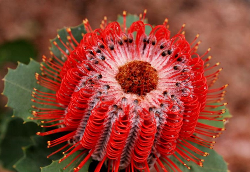 banksia