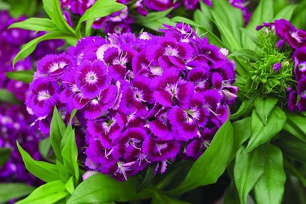 6387-dianthus-barbatus