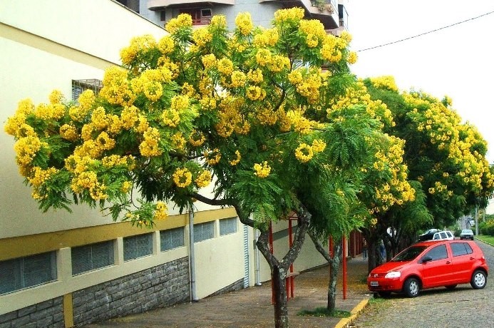 Cassia leptophylla