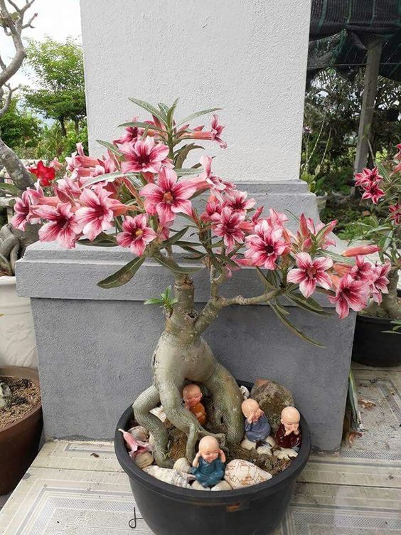 adenium obesum