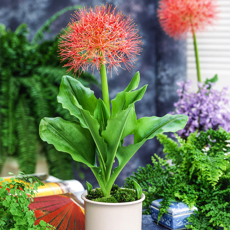  Haemanthus multiflorus