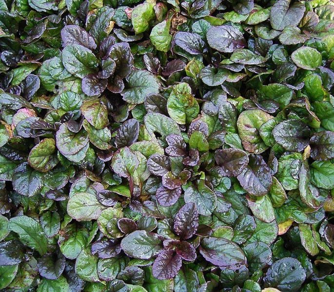 Ajuga_reptans