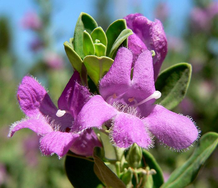 Leucophyllum_frutescens_