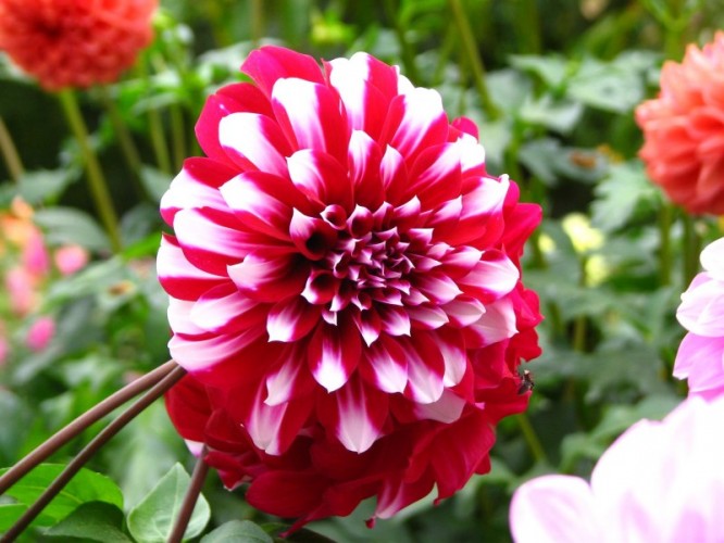 Dahlia