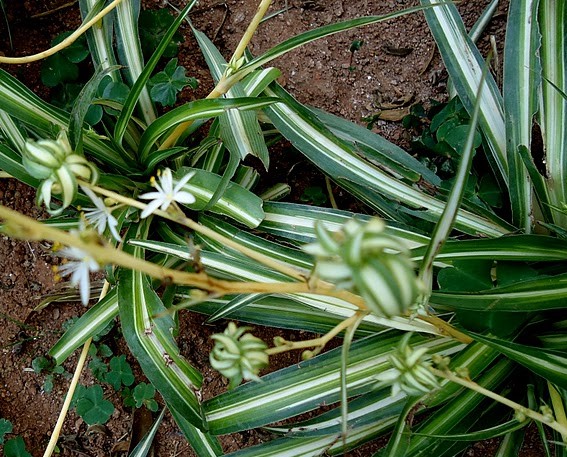 Chlorophytum comosum “Variegatum”