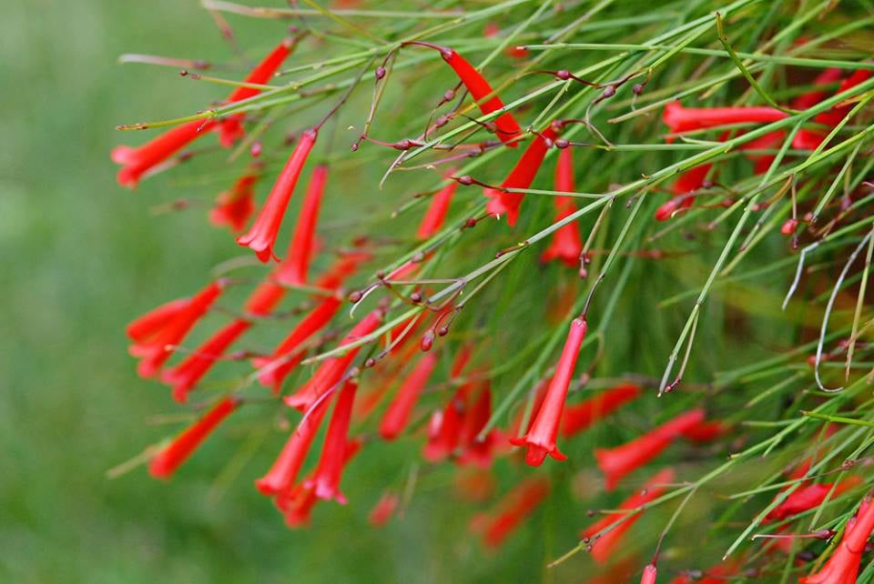 flor-de-coral