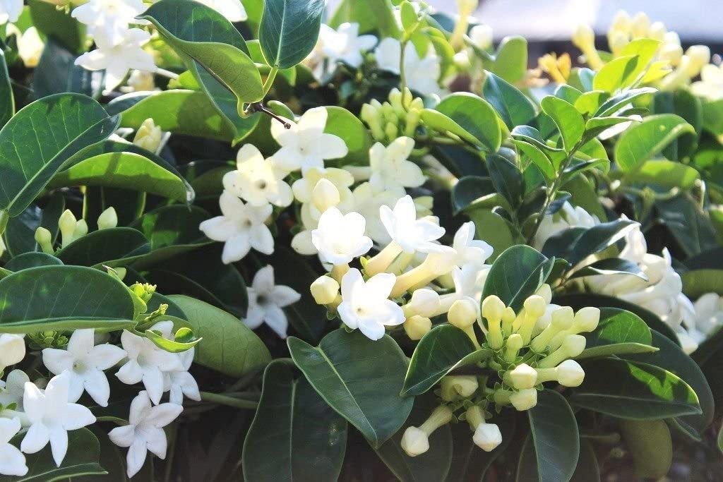 Stephanotis floribunda