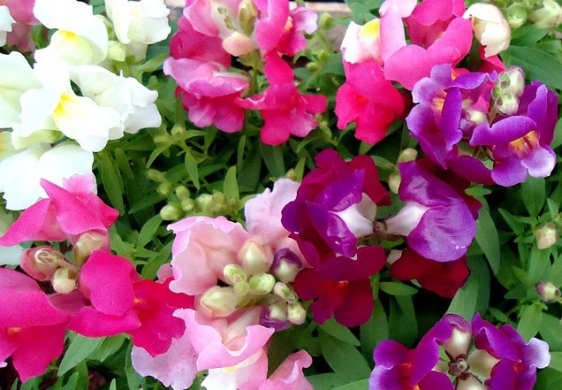  Antirrhinum majus