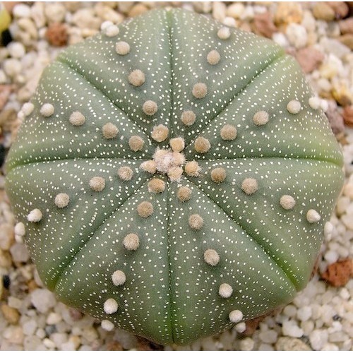 Astrophytum Asterias