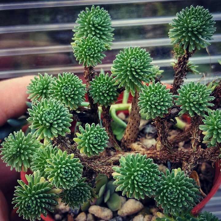 7_ Sedum multiceps