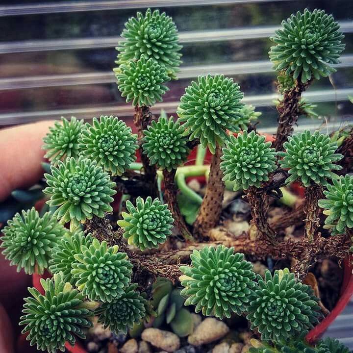 7_ Sedum multiceps