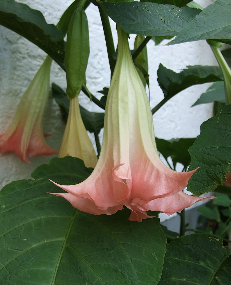 Brugmansia