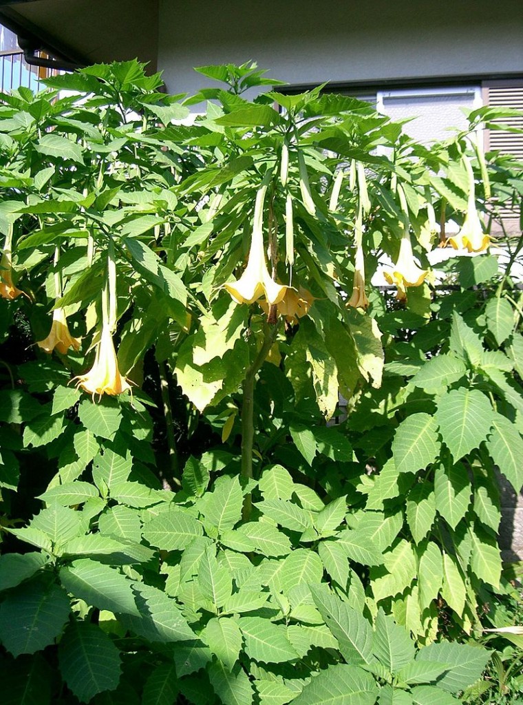 Brugmansia suaveolens