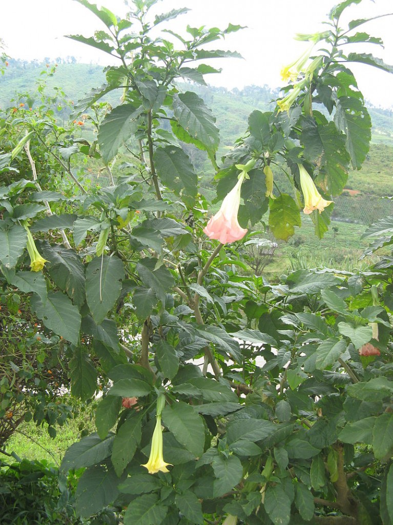 Brugmansia_suaveolens