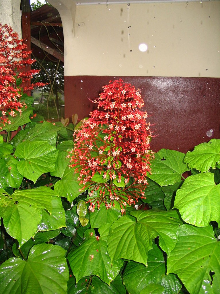 Clerodendron_paniculatum