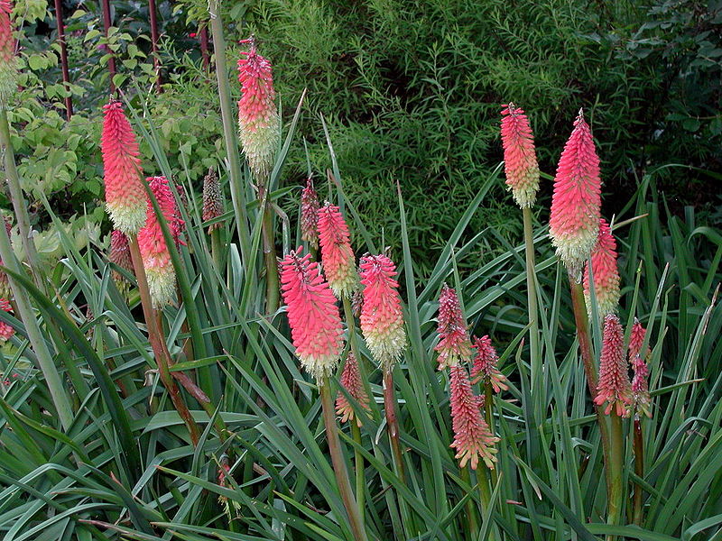 Kniphofia-uvaria