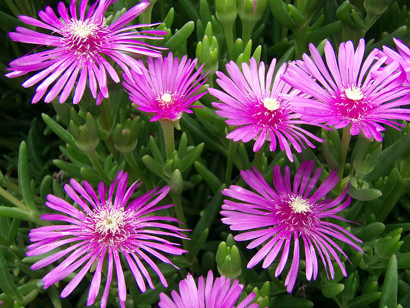 Lampranthus_