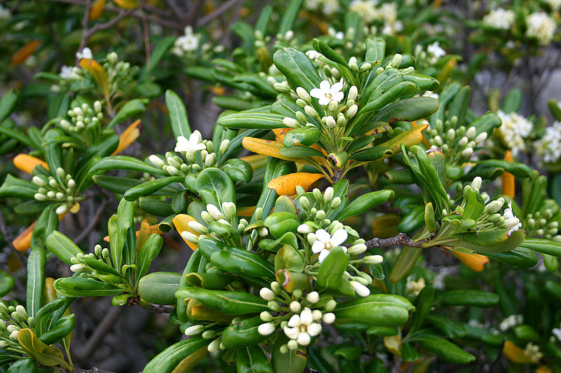 800px-Pittosporum_Tobira_JPG0