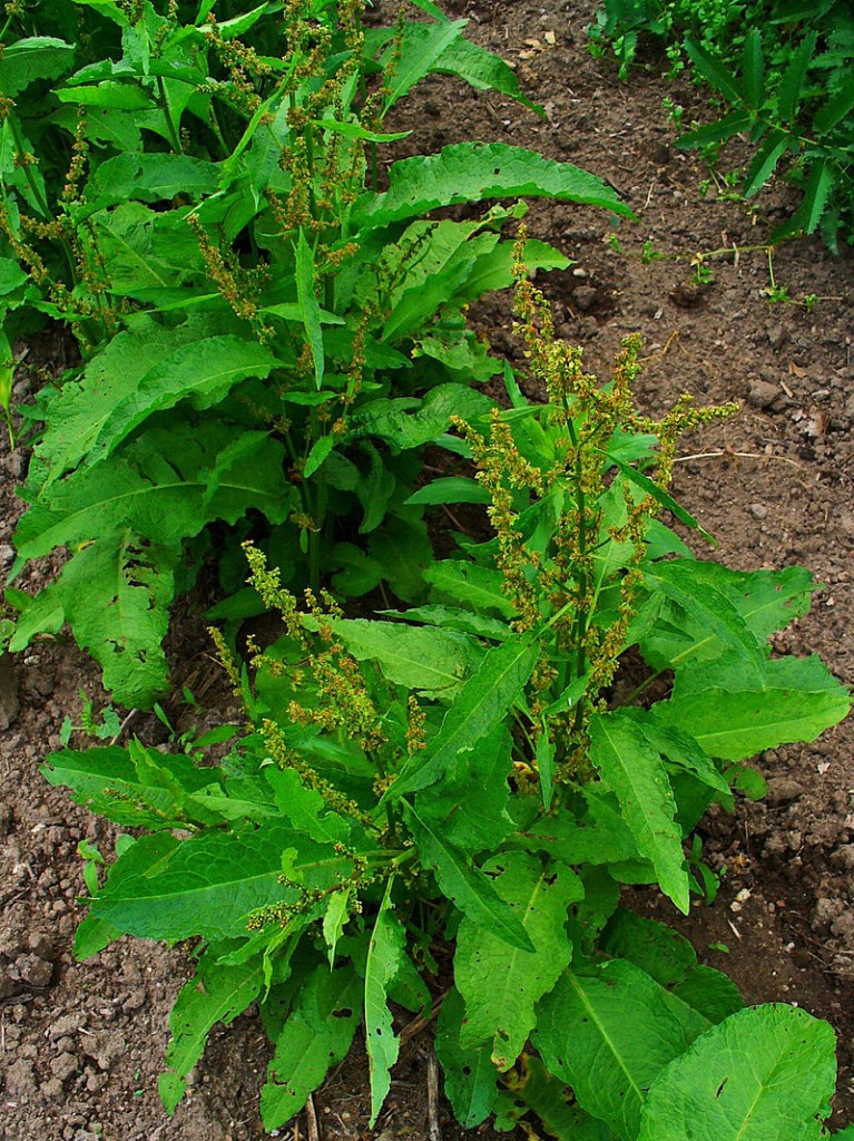 Rumex_obtusifolius