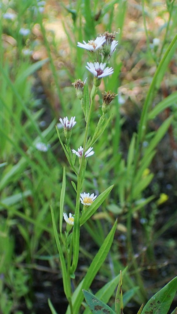 Symphyotrichum_tradescantii