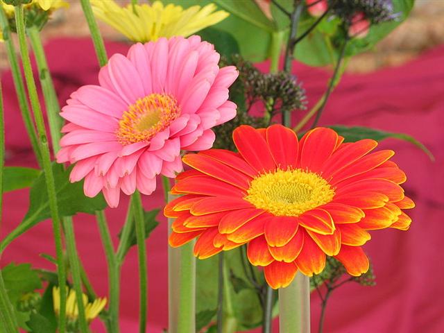 800px-Two_Gerberas (Small)