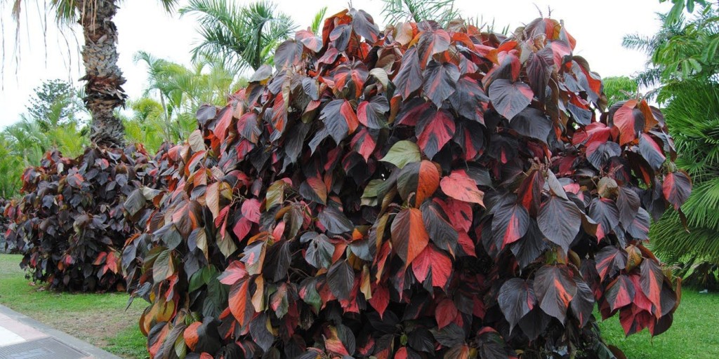 Acalypha wilkesiana