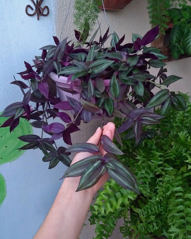 Tradescantia zebrina 
