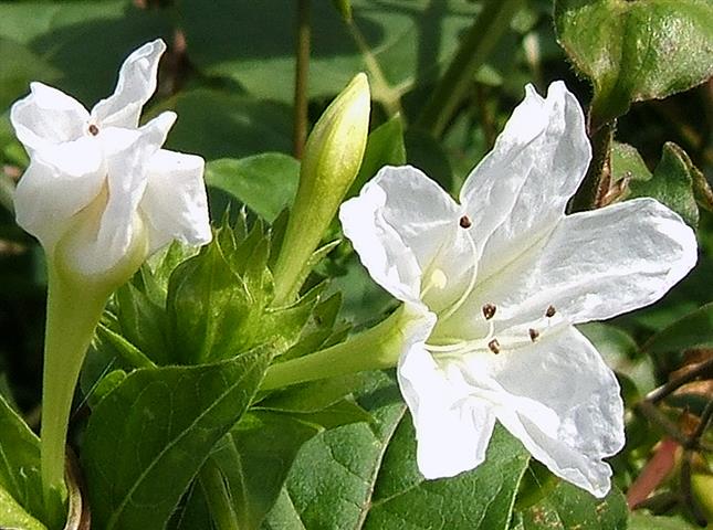 8Mirabilis_jalapa07