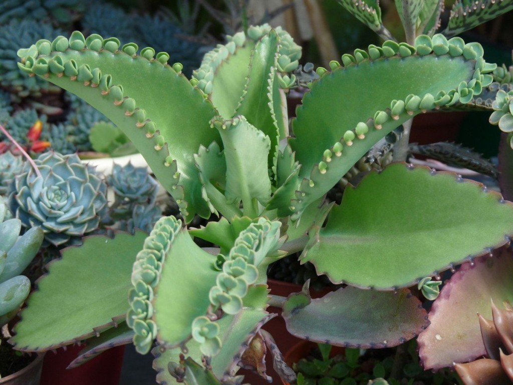 Kalanchoe daigremontiana