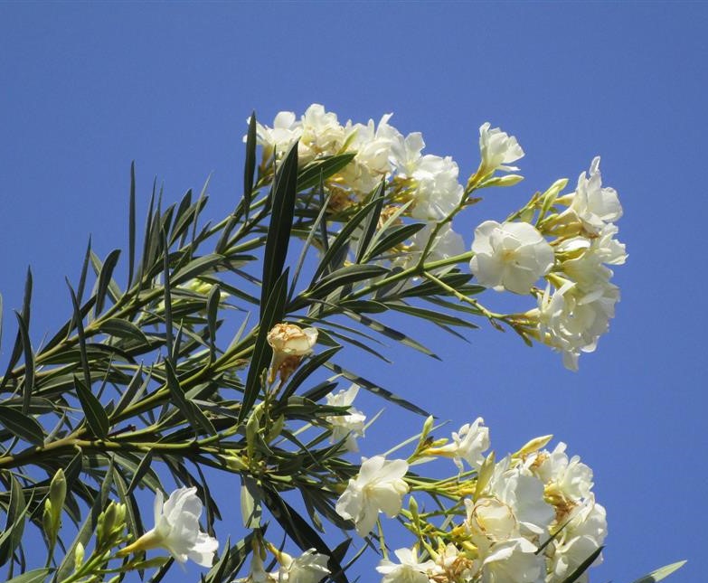 Nerium oleander