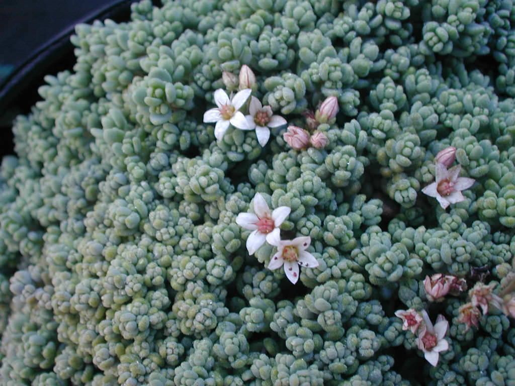 Sedum dasyphyllum 'Minor' (Corsican Stonecrop)