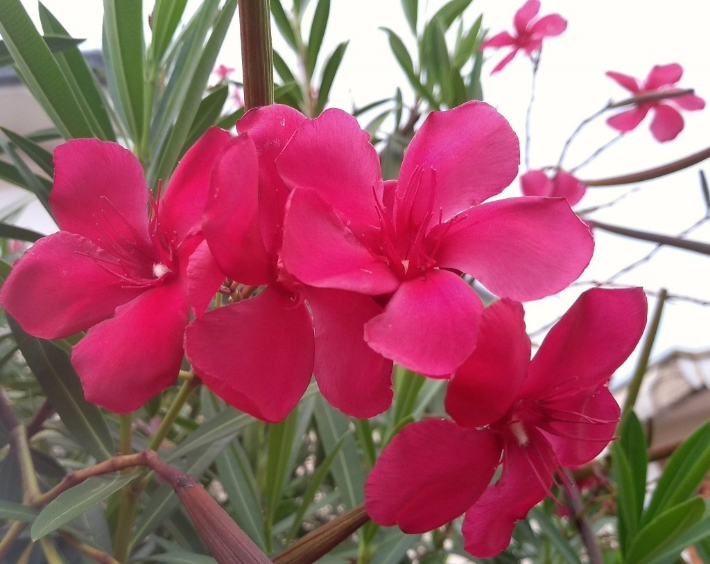 Nerium oleander