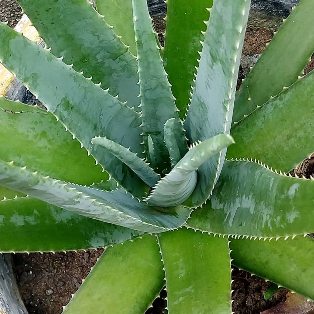 aloe vera