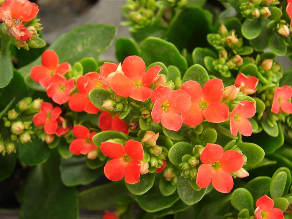 9_Kalanchoe_blossfeldiana