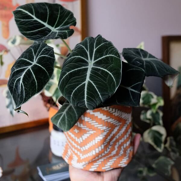 Alocasia-Black-Velvet