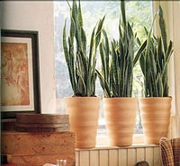 A19Sansevieria trifasciata