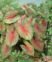 A32caladium