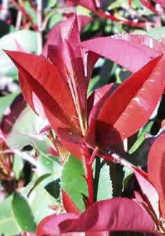 A36Photinia_