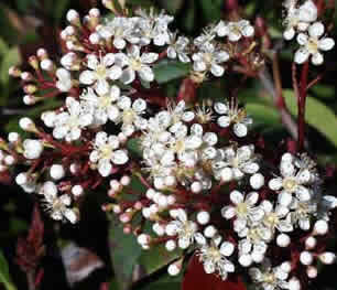 A36Photinia_flores