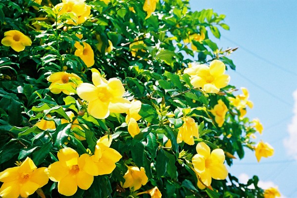 ALAMANDA - Allamanda cathartica L