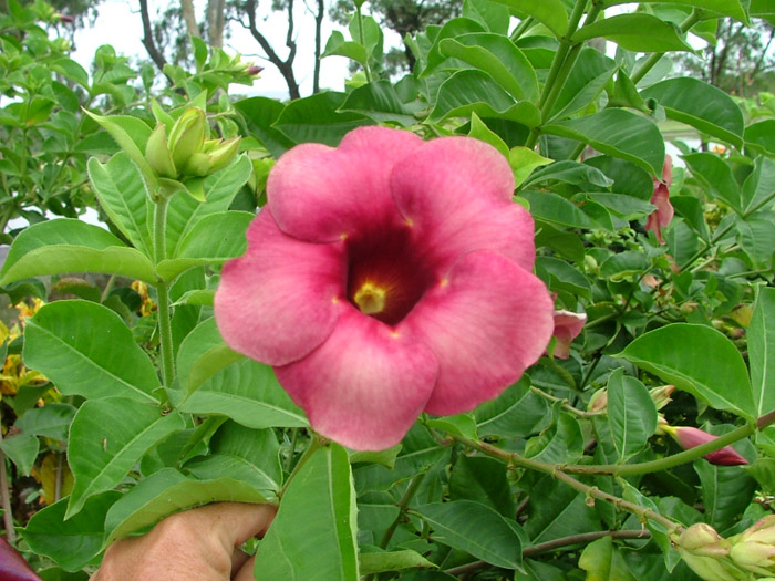 ALLAMANDA CATHARTICA CHERRY RIPE