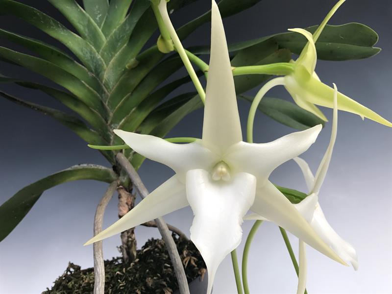 ANGRAECUM SESQUIPEDALE