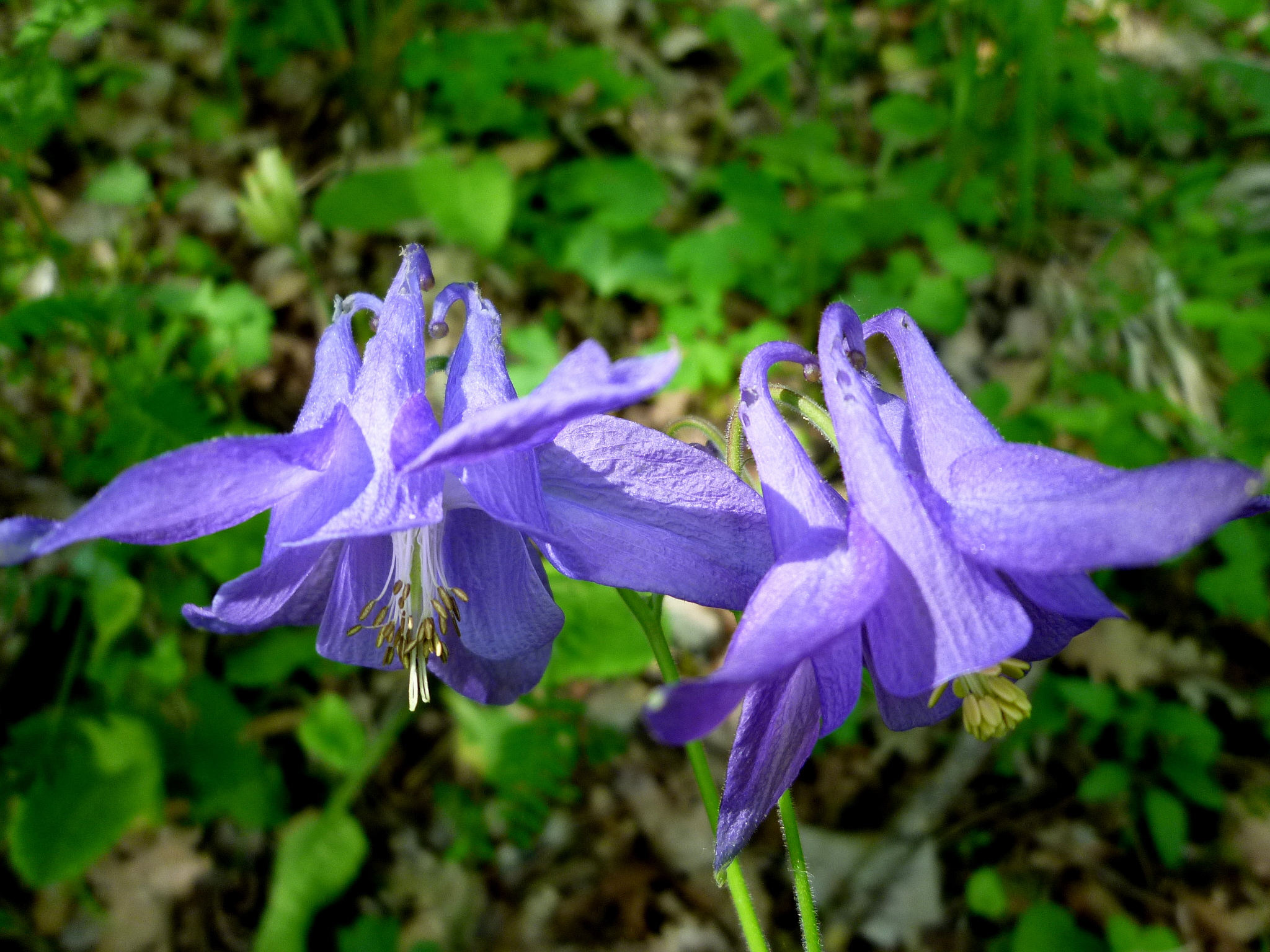 AQUILEGIA_VULGARIS_-_GUIXERS