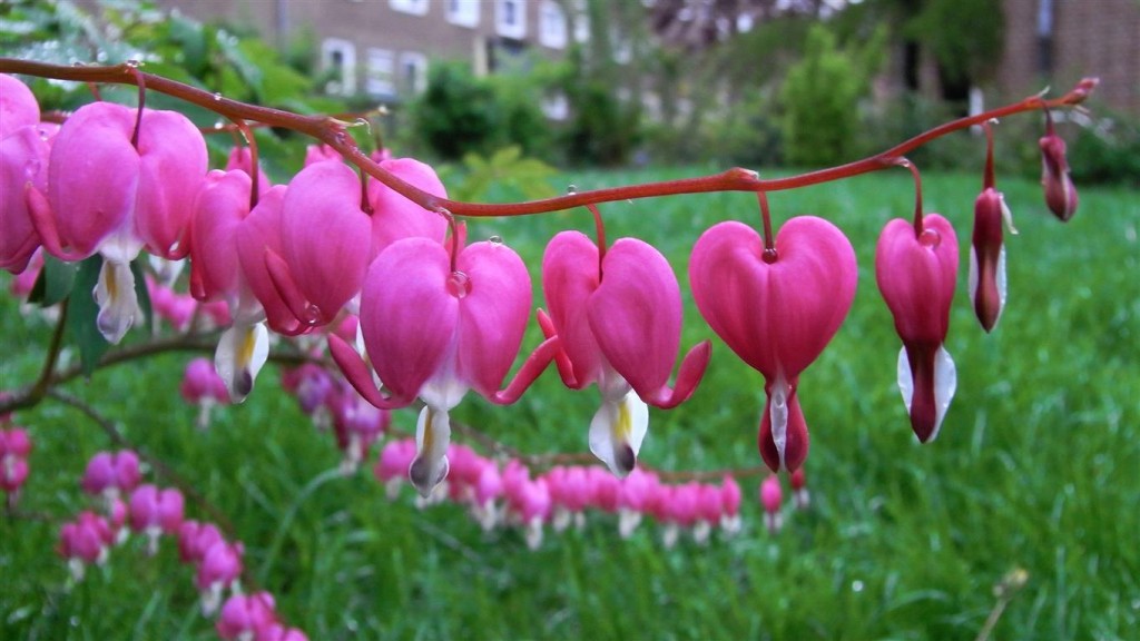 Lamprocapnos_spectabilis