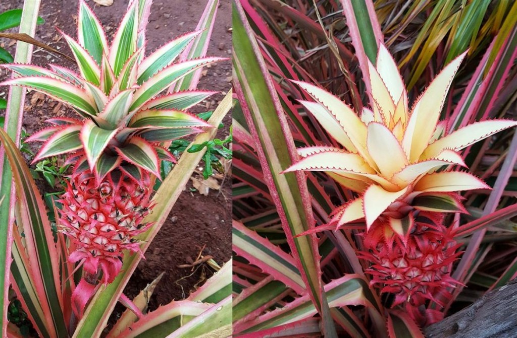 Abacaxi ornamental variegata 