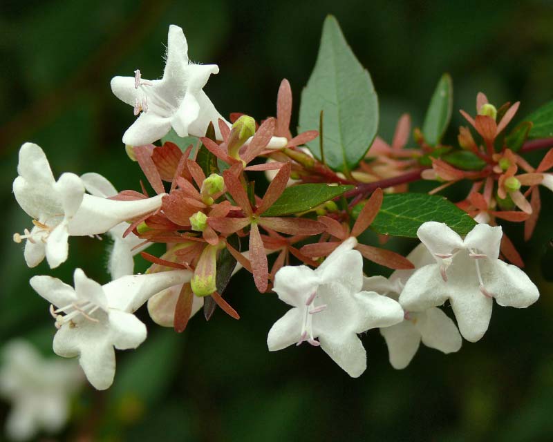 Abelia-grandiflora-N