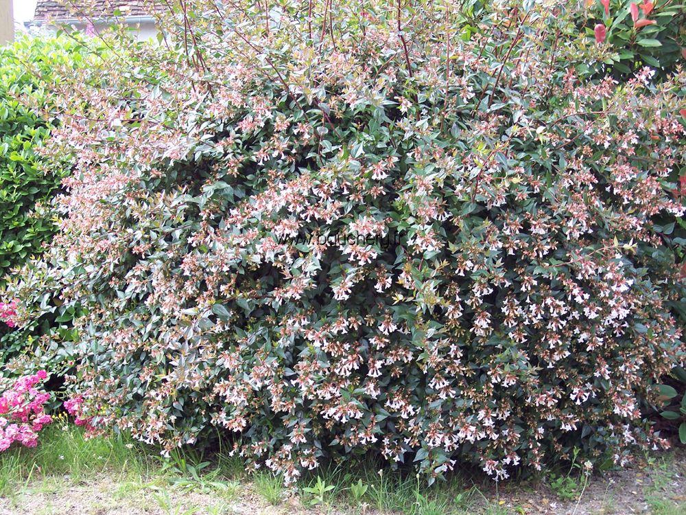 Abelia grandiflora